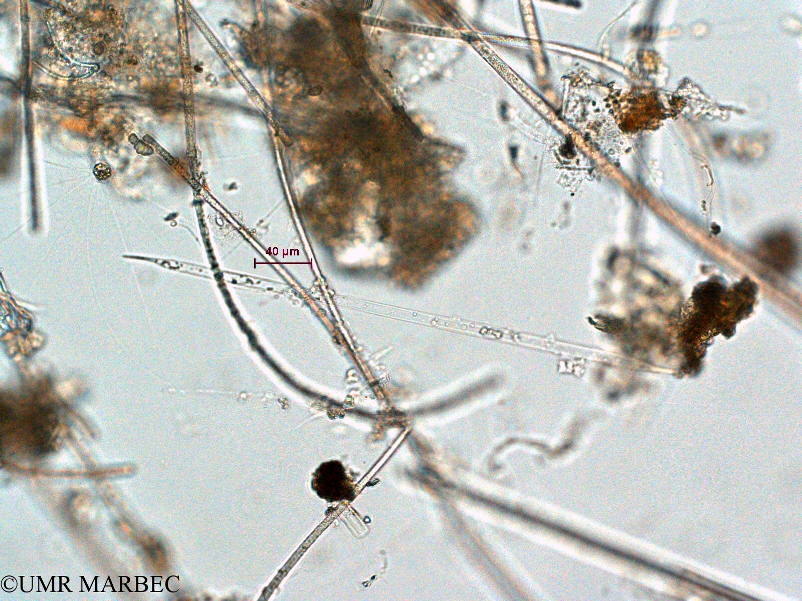 phyto/Scattered_Islands/all/COMMA April 2011/Bacteriastrum sp5 et Proboscia alata (3)(copy).jpg